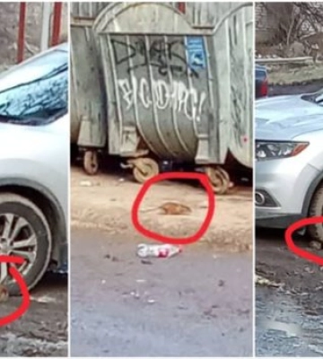Щури біля будинків: у Миколаєві люди бояться, що гризуни полізуть у квартири
