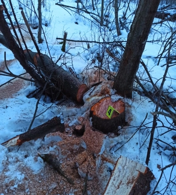 Через недбалість лісників на Львівщині незаконно зрубали дерева