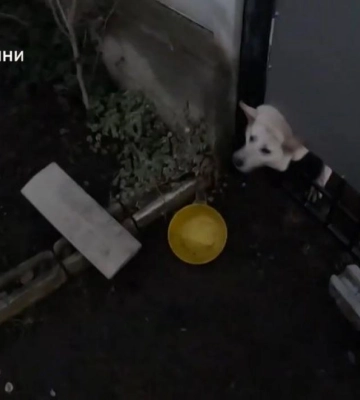 Застряг у металевому паркані: у Дубні рятувальники визволяли песика (ВІДЕО)