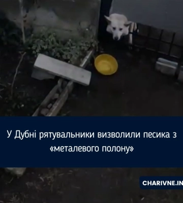 Застряг у металевому паркані: у Дубні рятувальники визволяли песика (ВІДЕО)