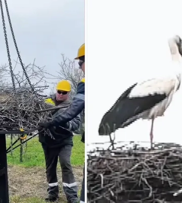 Енергетики Дніпра встановлюють гнізда для лелек на електроопорах (відео) 