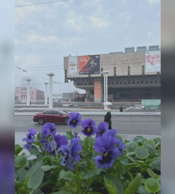 Тисячі віол у центрі Харкова і новий квітник біля канатної дороги 