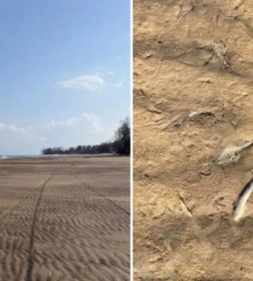 На Киевском водохранилище зафиксировали массовую гибель рыбы — экологи бьют тревогу