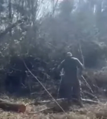 У лісі на Волині знайшли масштабну рубку дерев на мільйони (відео)