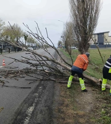 Негода повалила дерева на дороги Волині: водіїв просять бути уважними