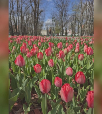 У Харкові розквітнула магнолія 