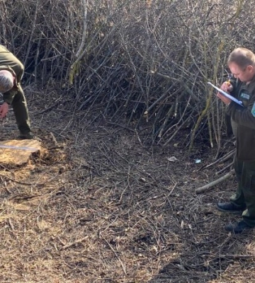 Сосновий погром на Волині: під Камінь-Каширським нелегально вирубали лісу на 6,3 млн грн
