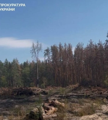 На Львівщині викрили схему вирубки лісу на 103 млн грн, підозрюваний депутат - Генпрокурор