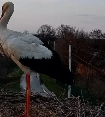 Будет первое яйцо. Аист из гнезда Одарки и Грицика дождался свою пару