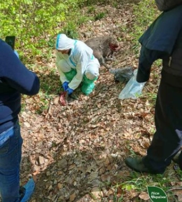 «Масовий мор» чи фейк? На Закарпатті знайшли тушу дикого кабана: лісівники зробили термінову заяву