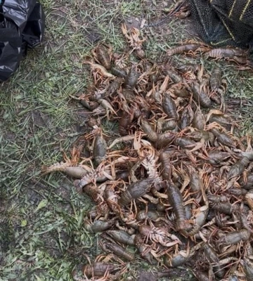 Понад 7 кілограмів раків незаконно виловили на Золотоніщині