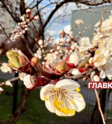 В Україні місцями невеликий дощ: погода на 12 квітня 2026