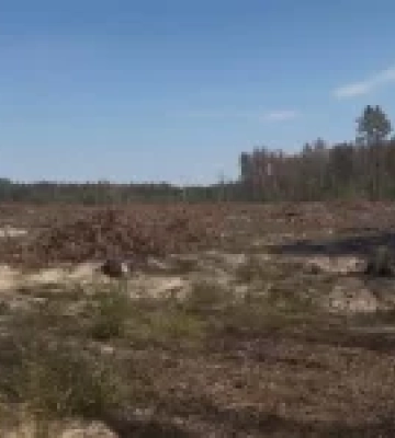 На Львівщині викрито схему знищення лісу на 103 млн грн