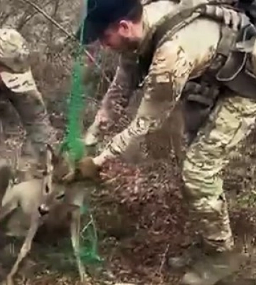 Воїни 13 бригади НГУ "Хартія" врятували козулю, які заплуталася в антидроновій сітці на Харківщині. ВIДЕО