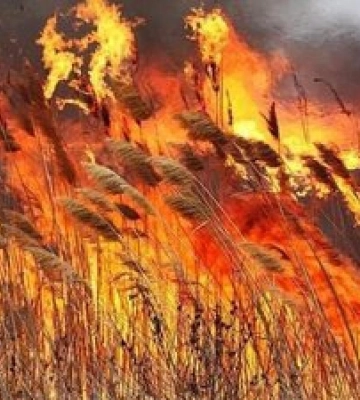 Майже 440 пожеж сталися на Рівненщині в екосистемах цього року