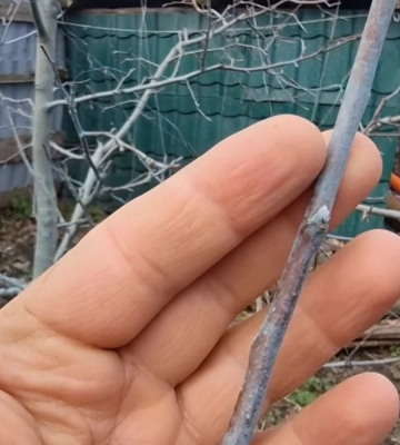 Харьковский агроном ответил на популярный весенний вопрос садоводов (видео)