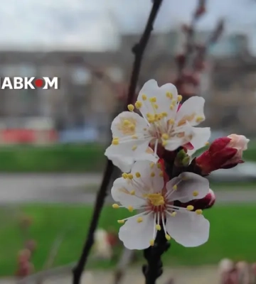 В Україні невеликі дощі: прогноз погоди на 13 квітня 2026