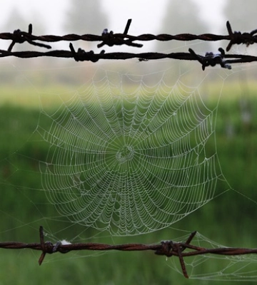 У Чорнобильській зоні незаконно обробляли 190 га землі