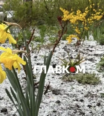 На Житомирщині знову очікуються заморозки: оголошено помаранчевий рівень небезпеки