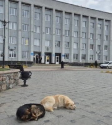 Бердичівські собаки залишаються вдома: тендер на стерилізацію виграв місцевий “Айболить”