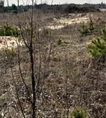 Незаконний видобуток піску: на Полтавщині судитимуть керівницю підприємства