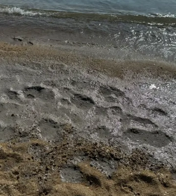 На побережье Черного моря в Одесской области обнаружили загрязнение