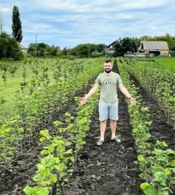 «Урожай уже в первый год». Ветеран с Житомирщины заложил сад популярного в Украине ореха и продает саженцы