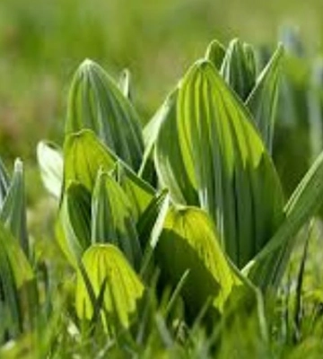 Львівський лікар купив на ринку отруйну рослину замість черемші й помер після її вживання
