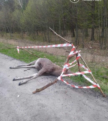 На Рівненщині водій збив червонокнижного лося та втік з місця ДТП