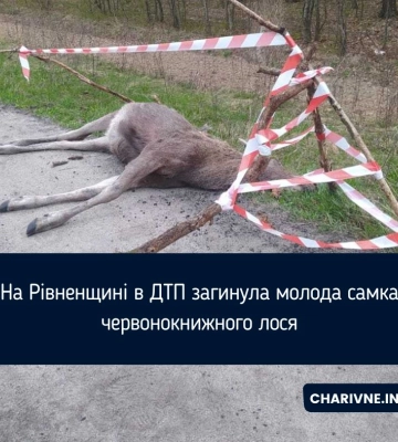 На Рівненщині водій збив червонокнижного лося та втік з місця ДТП