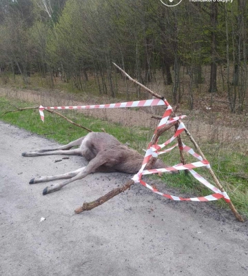 На Рівненщині водій збив червонокнижного лося та втік з місця ДТП