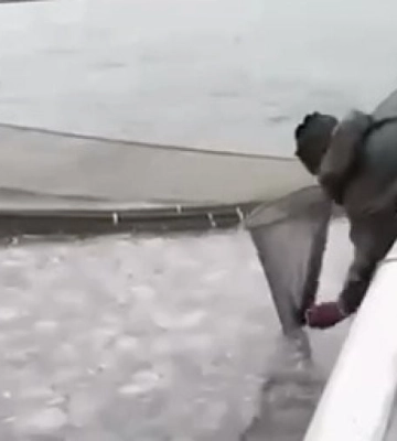 На Запоріжжі окупанти планують масовий вилов медуз в Азовському морі