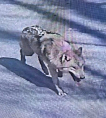 В Южной Корее поймали волка-беглеца после девяти дней поисков
