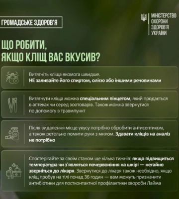 Небезпека поруч: сезон кліщів на піку — як захиститися і не потрапити в пастку