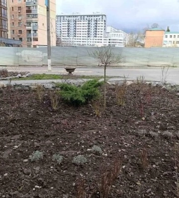 Тюльпаны, виолы, сосны: в Харькове фиксируют воровство декоративных растений с городских клумб