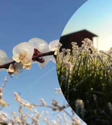 На Львівщині очікують заморозки