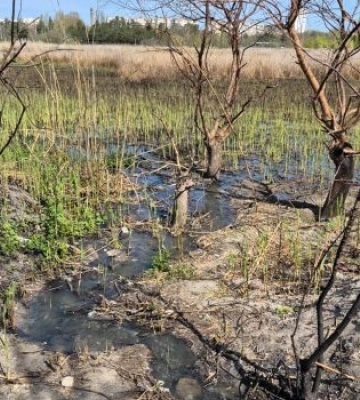 В парку "Ліски" нечистоти потрапляють в озеро (ВІДЕО)