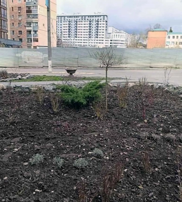 У Харкові почастішали випадки крадіжок зелених насаджень