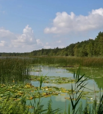 На Волині у прикордонні велике озеро доживає свій вік: чому там не можна купатися