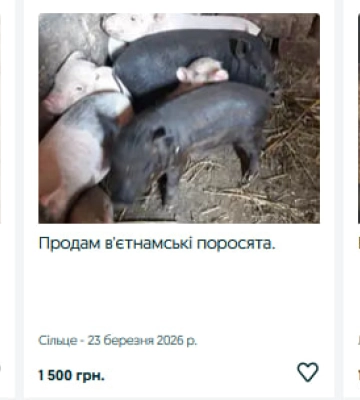 Луцька громада нагадує про необхідність реєстрації сільськогосподарських тварин