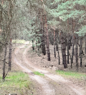 На Черкащині у лісі зафіксували радіаційне забруднення