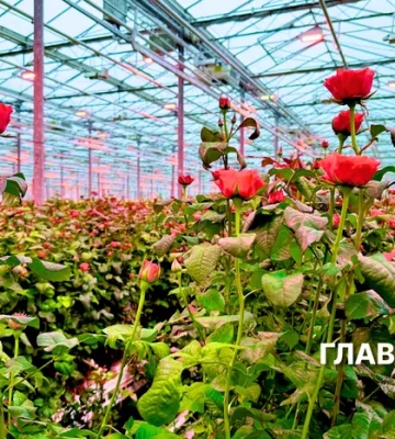 Трояндова економіка. Як виживає квітковий бізнес під час війни: три історії