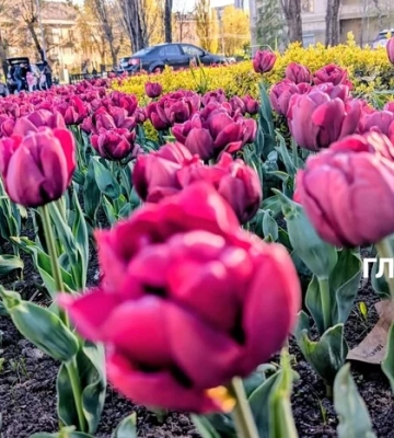 У столиці розпочався сезон тюльпанів: перелік адрес, де можна помилуватися красою