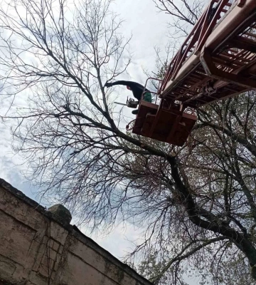 Стало відомо, як саме комунальники озеленили Одесу з початку року, - ФОТО