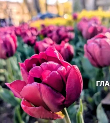 В Україні вітряно та місцями дощитиме: прогноз погоди на 24 квітня 2026