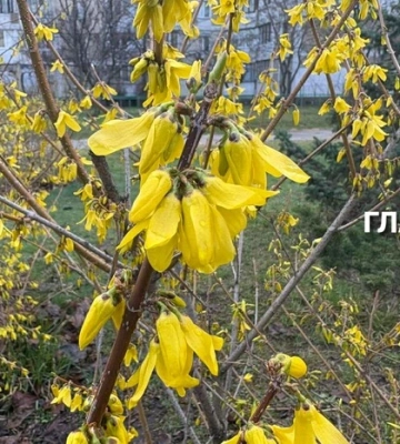 В Україні короткочасні дощі, місцями грози: погода на 13 червня 2026 року
