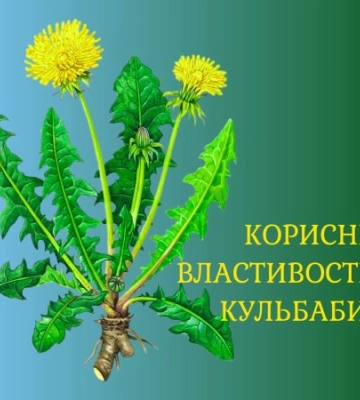 Жовте золото Закарпаття: чому звичайна кульбаба — це еліксир життя, який у нас під ногами