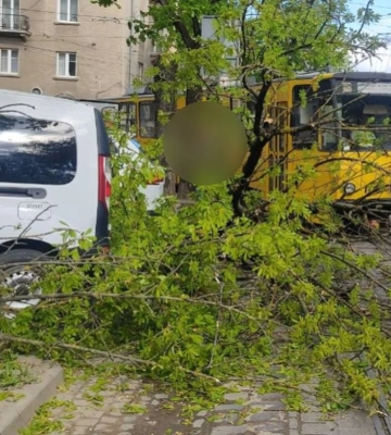 Через падіння дерева у Львові пошкоджено транспортні засоби та перекрито рух трамваїв