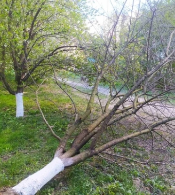 Повалені дерева і зірвані дахи: у Луцькій громаді ліквідовують наслідки буревію 