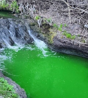 Чому у Львові несподівано позеленіла річка Зубра. Фахівці зробили експертизу